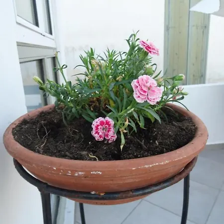 Fotis House *